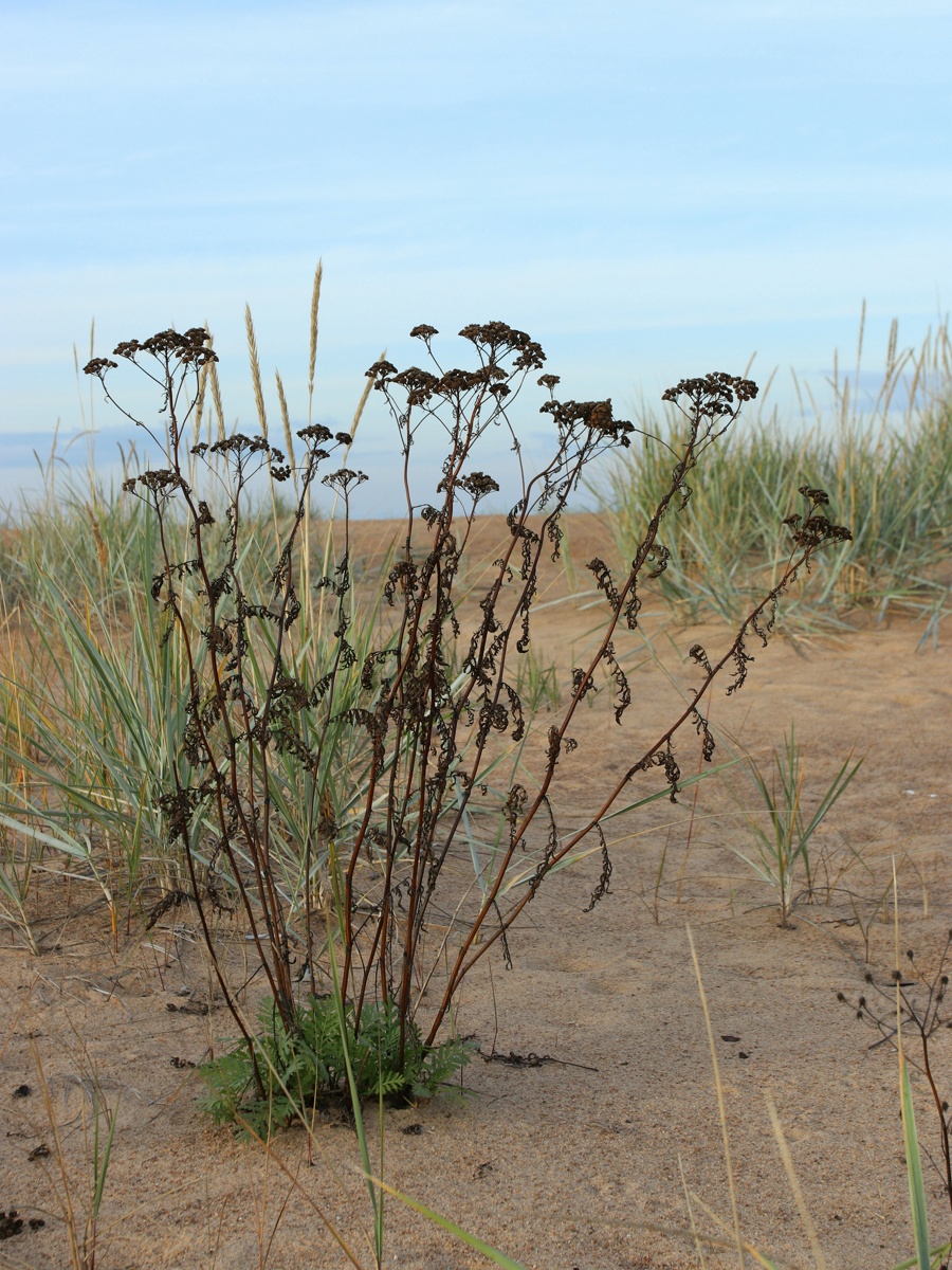 Image of Tanacetum vulgare specimen.