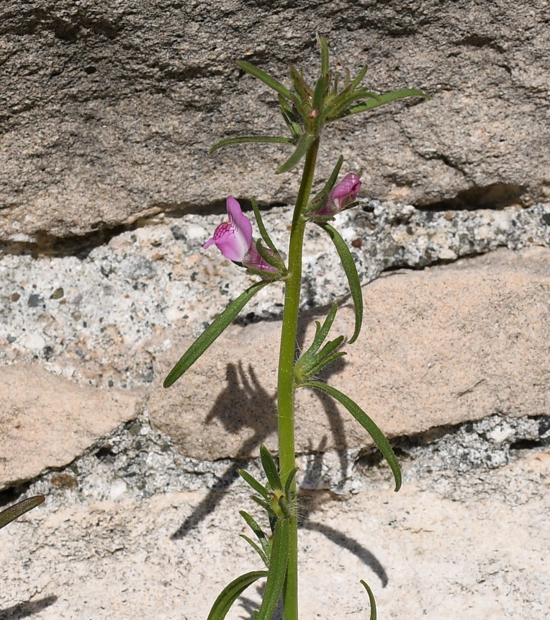 Image of Misopates orontium specimen.