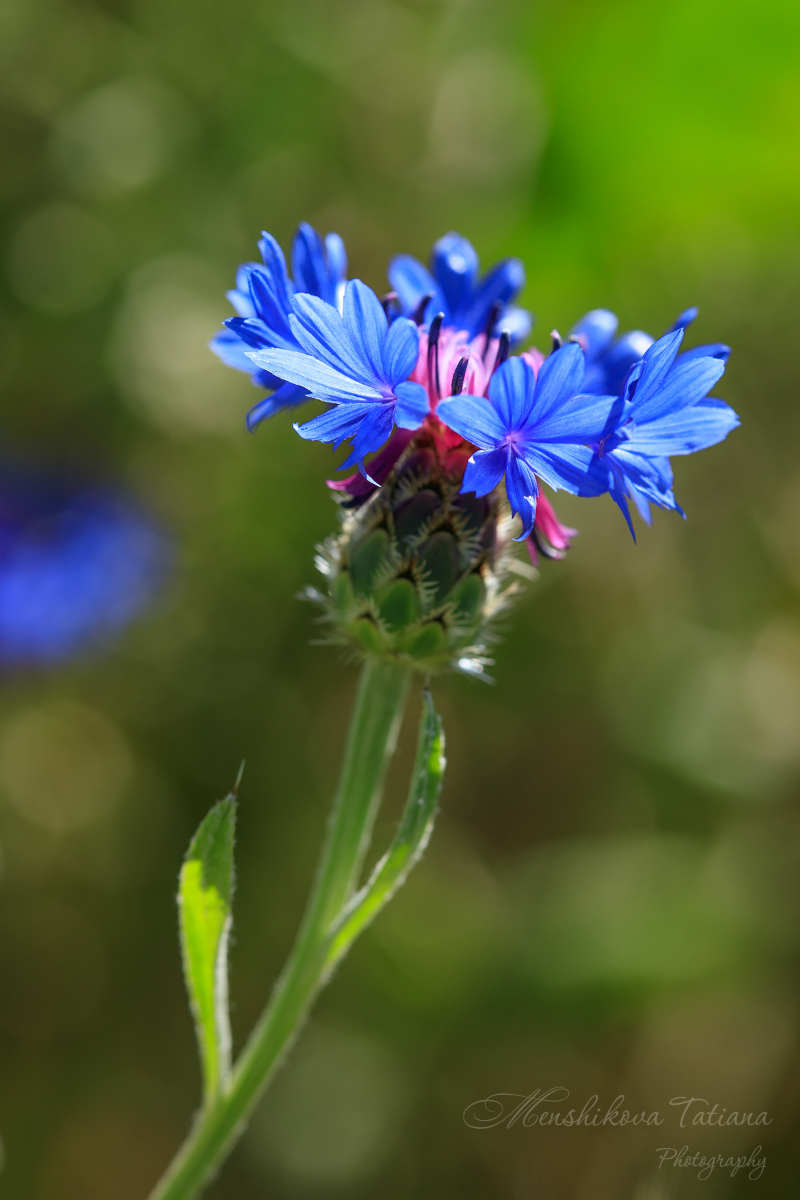 Изображение особи Centaurea depressa.