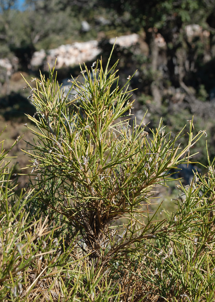 Изображение особи Genista acanthoclada.