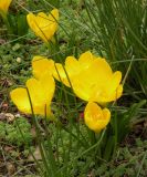 Sternbergia lutea. Цветущее растение. Южный Берег Крыма, Никитский ботанический сад. 13.10.2010.