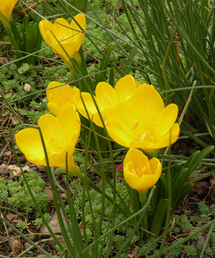 Изображение особи Sternbergia lutea.