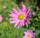 Cosmos bipinnatus