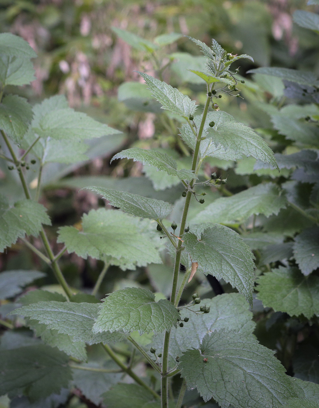 Image of Scrophularia divaricata specimen.