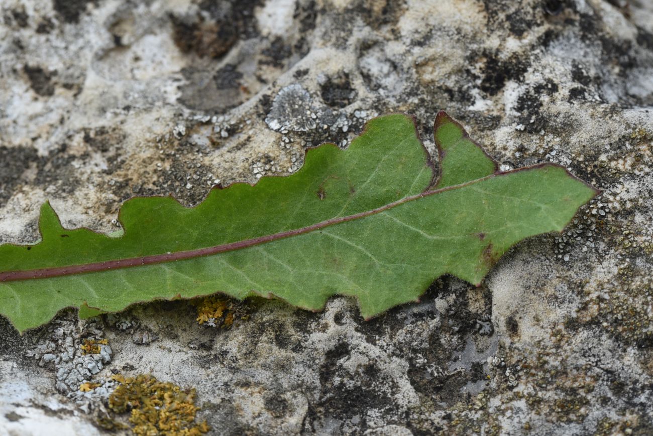 Image of Leontodon hispidus specimen.