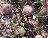 Medicago orbicularis