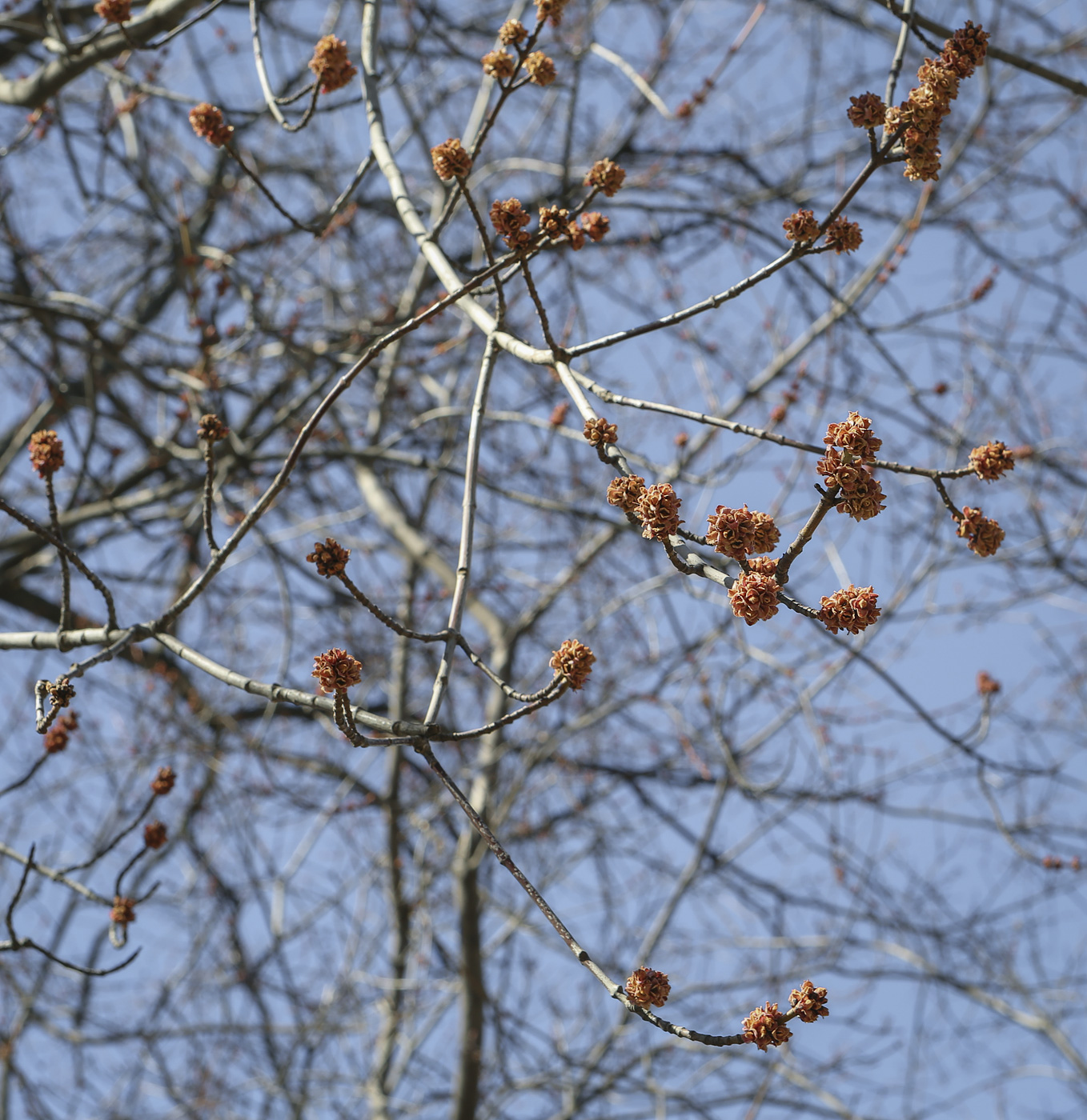 Изображение особи Acer saccharinum.