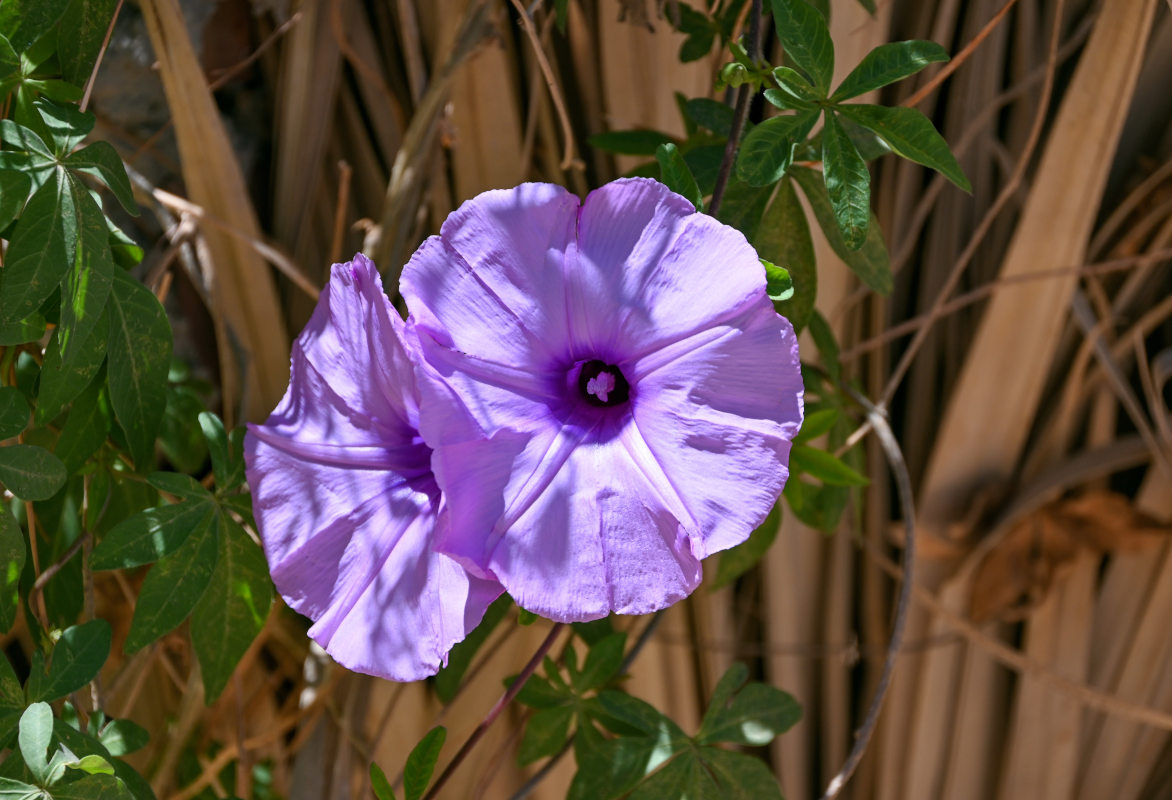 Image of Ipomoea cairica specimen.