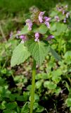 Lamium purpureum. Цветущее растение. Ростов-на-Дону, левый берег р. Дон, в пойменном лесу на обочине дороги. 21.04.2012.