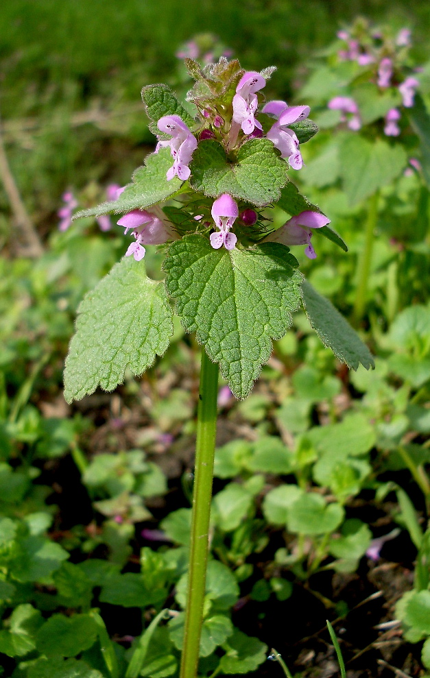 Изображение особи Lamium purpureum.