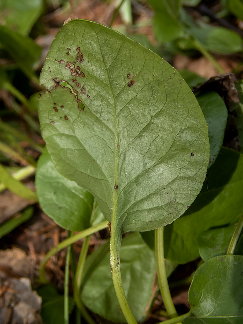 Image of Pyrola rotundifolia specimen.