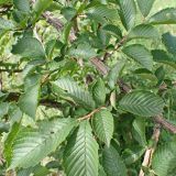 Ulmus japonica