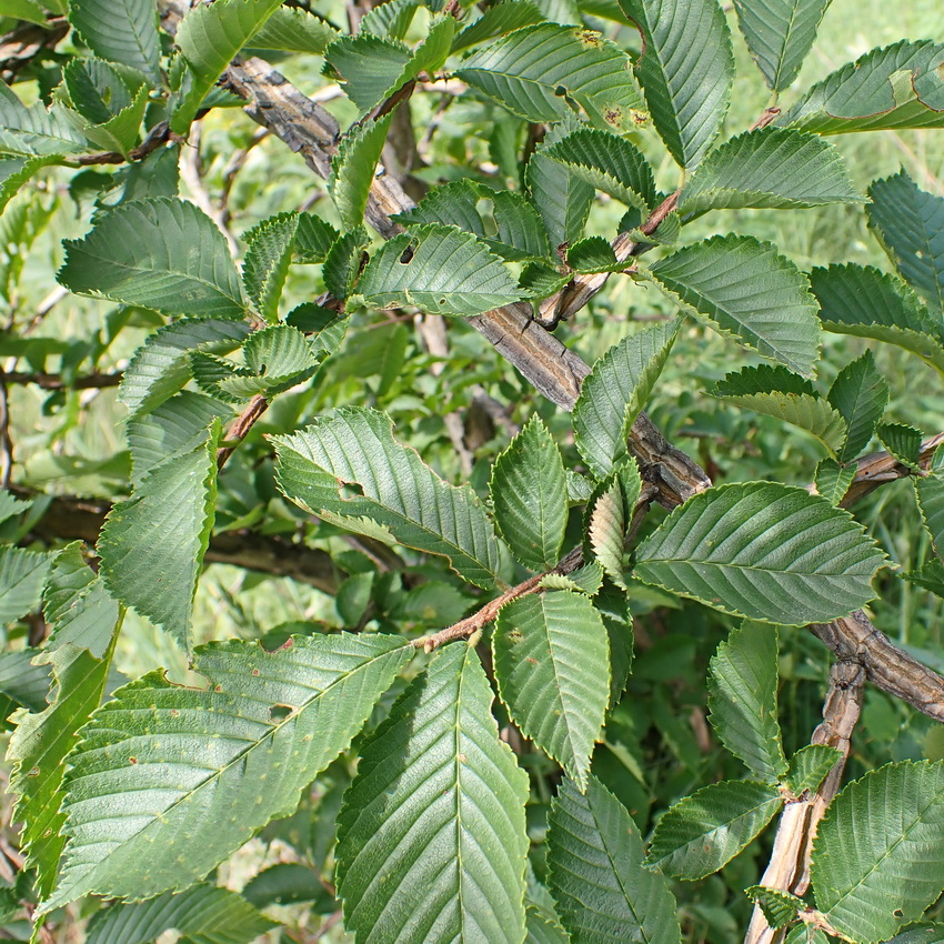 Image of Ulmus japonica specimen.