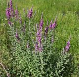 Lythrum salicaria