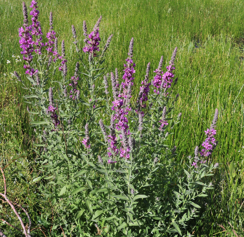 Image of Lythrum salicaria specimen.