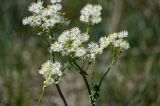 Thalictrum petaloideum. Соцветия. Хакасия, Орджоникидзевский р-н, горная гряда Сундуки, степной склон. 07.06.2022.
