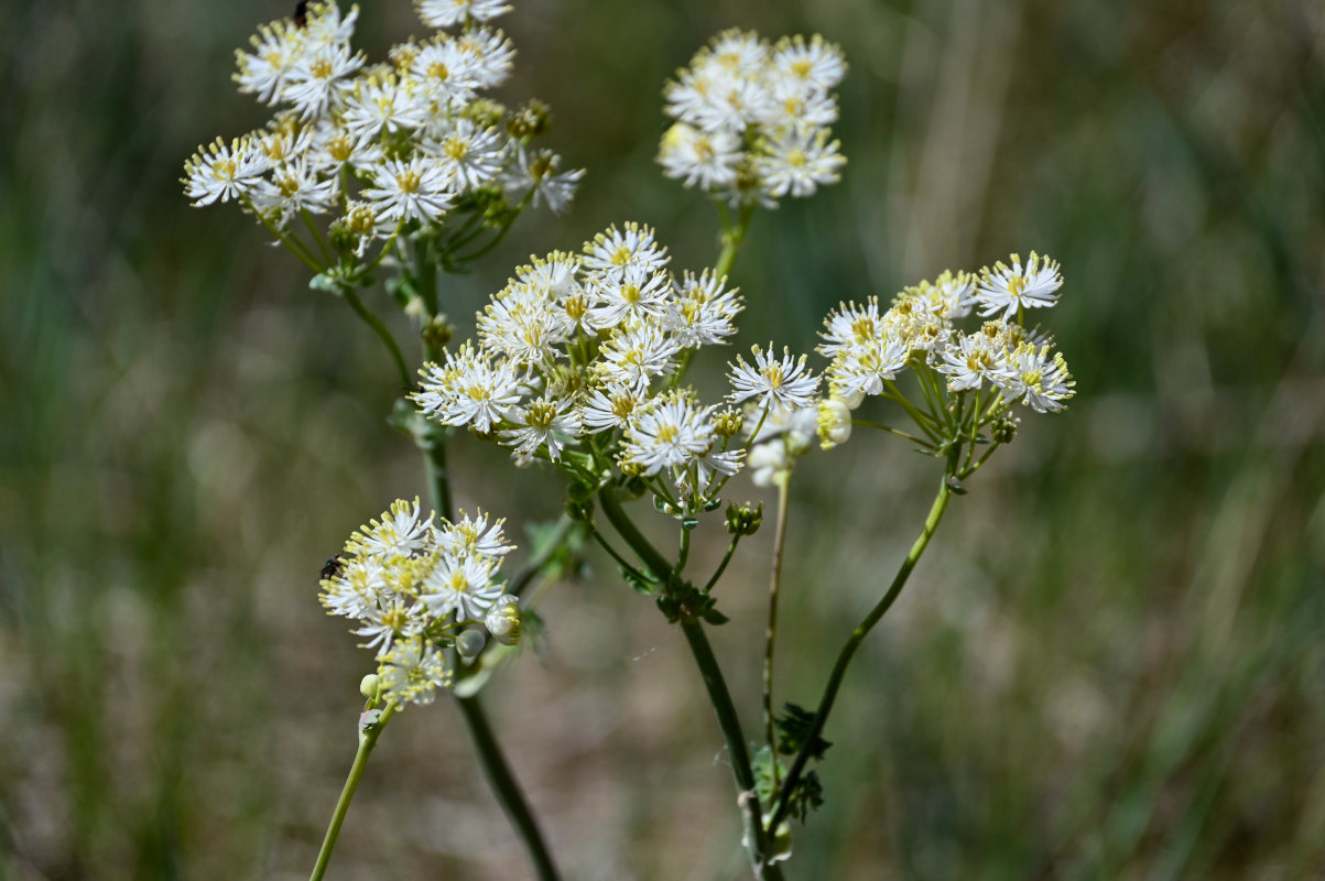 Image of Thalictrum petaloideum specimen.