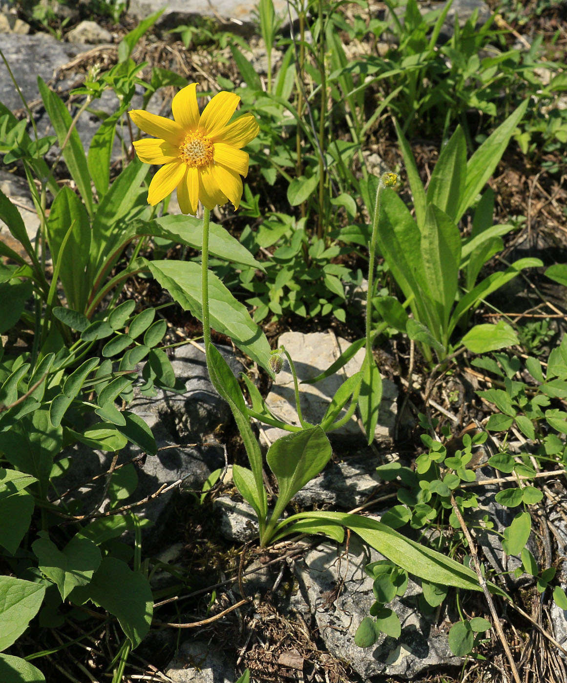 Изображение особи Arnica iljinii.