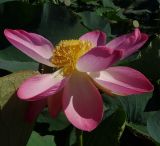 Nelumbo caspica