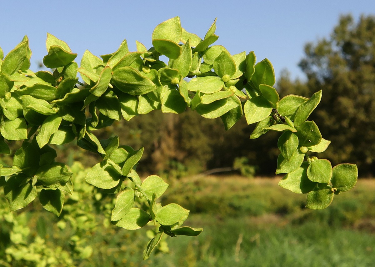 Image of Atriplex sagittata specimen.