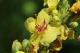 Verbascum nigrum. Цветок, бутоны и жук. Псковская обл., г. Себеж, Замковая гора, смотровая площадка, бровка склона южн. экспозиции, опушка леса. 29.07.2023.