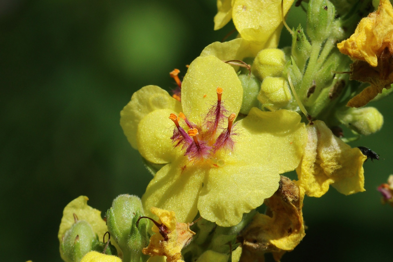 Изображение особи Verbascum nigrum.