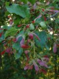 Acer tataricum