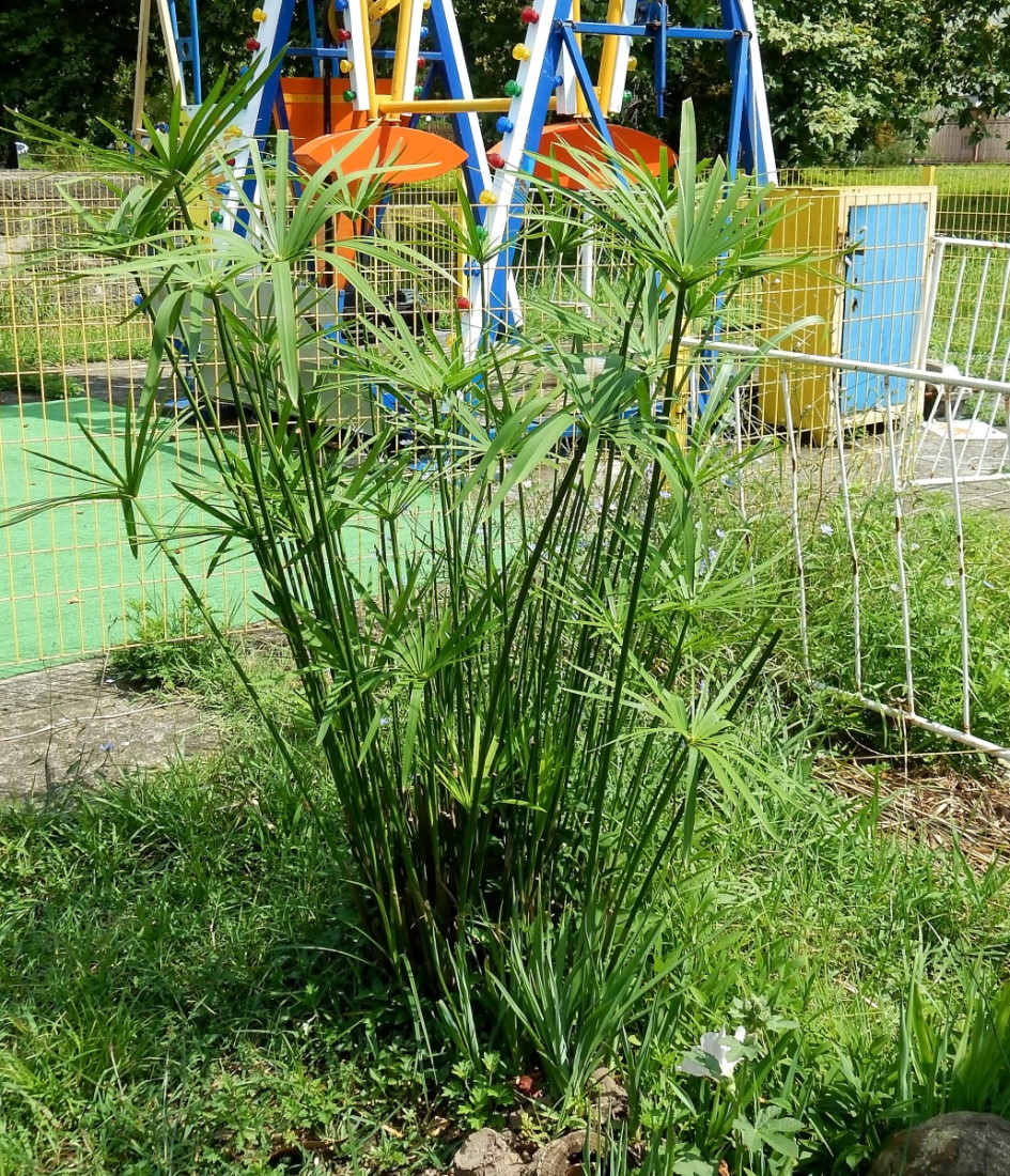 Изображение особи Cyperus alternifolius.