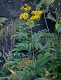 Senecio cannabifolius