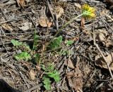 genus Taraxacum