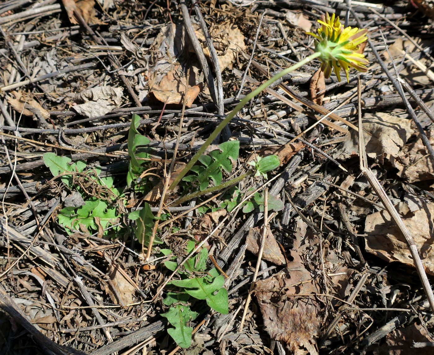 Изображение особи род Taraxacum.