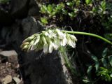 Astragalus vaginatus