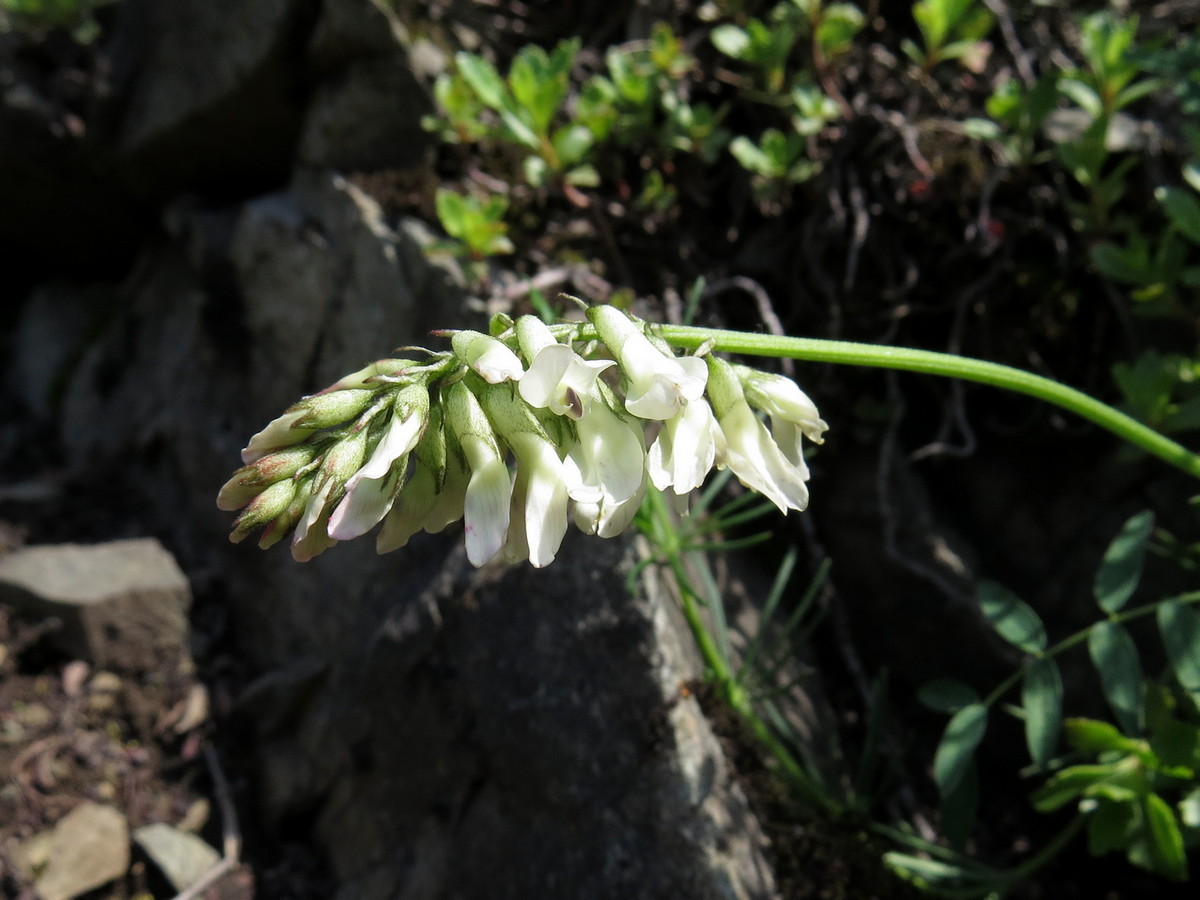 Изображение особи Astragalus vaginatus.