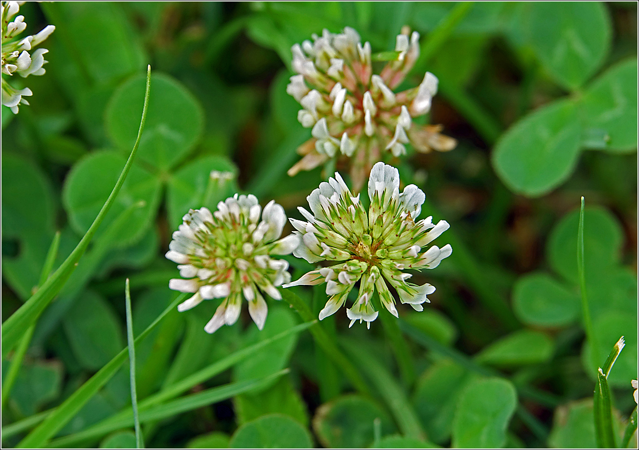 Image of Trifolium repens specimen.