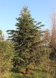 род Abies