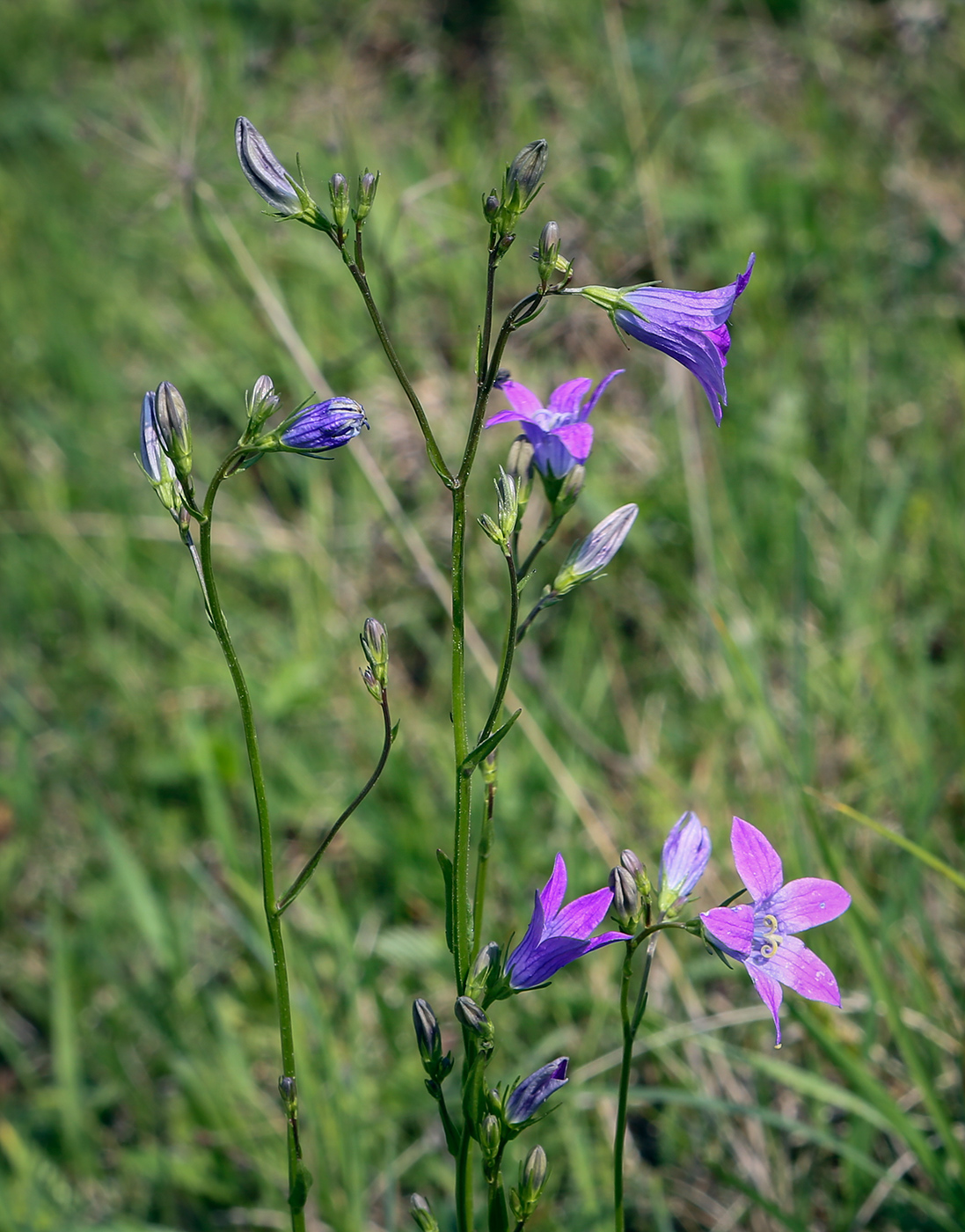 Image of Campanula patula specimen.