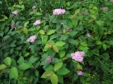 Spiraea japonica. Цветущие и бутонизирующие растения (вид сверху). Магаданская обл., Ольский р-н, пгт Ола, декоративное озеленение улицы. 05.08.2023.