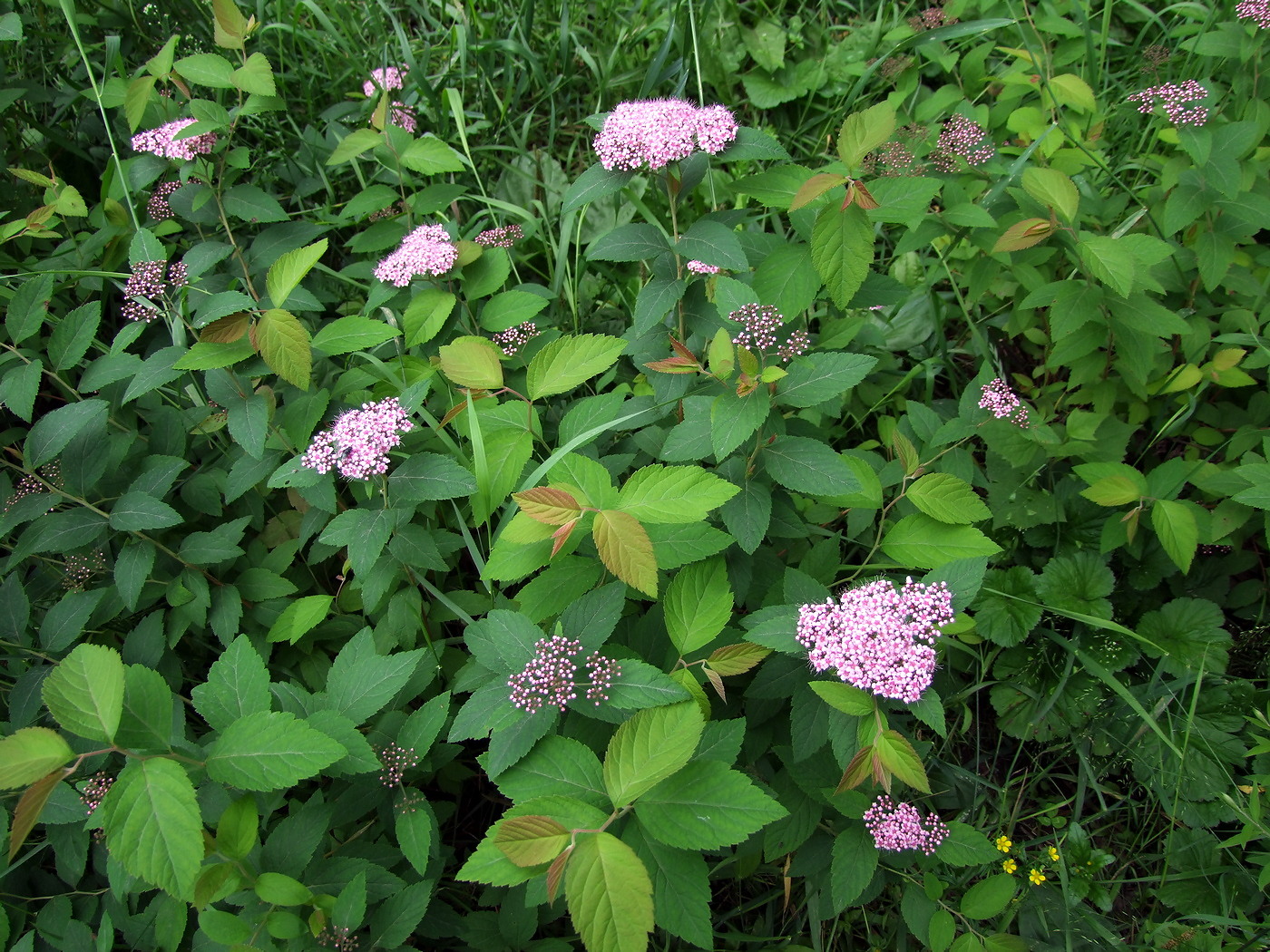 Изображение особи Spiraea japonica.