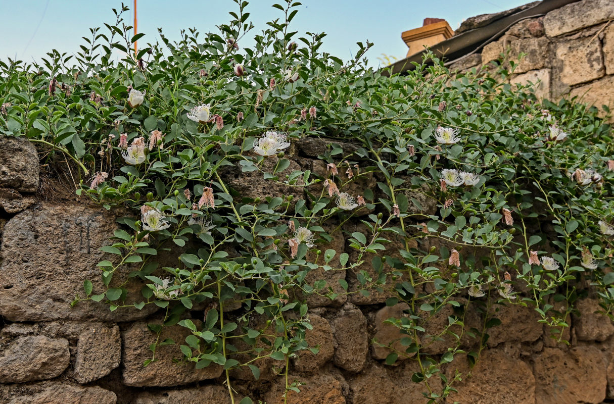 Изображение особи Capparis herbacea.