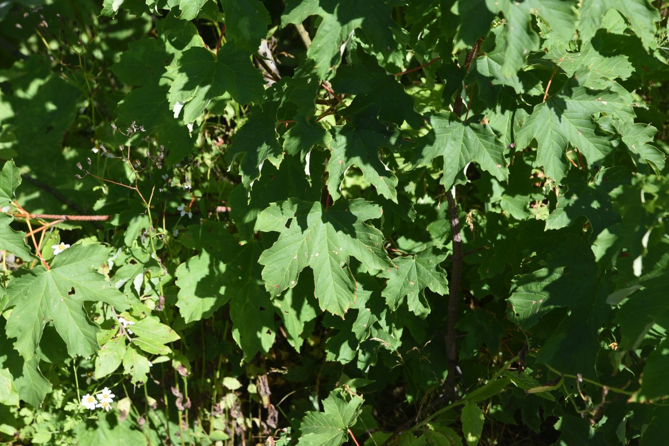 Image of genus Acer specimen.