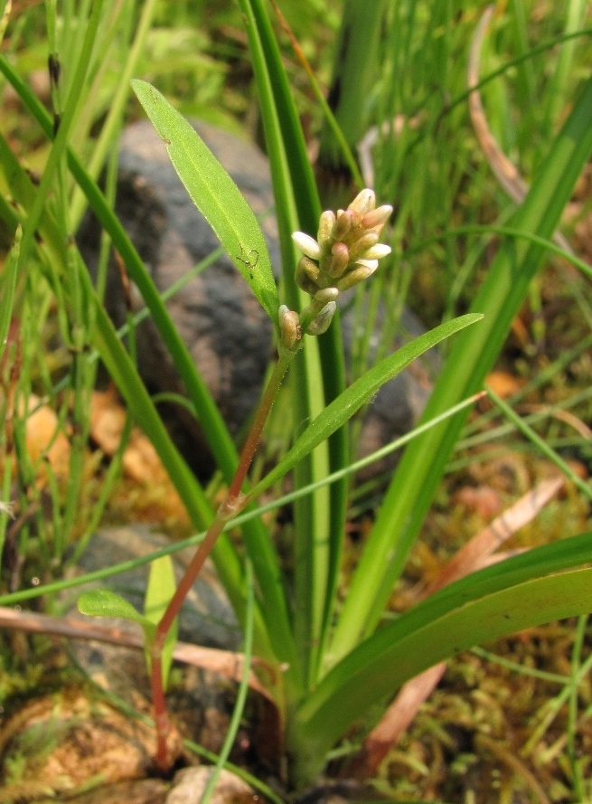 Image of Persicaria &times; hervieri specimen.