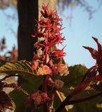 Ricinus communis. Соцветие с мужскими (внизу) и женскими (вверху) цветками. Абхазия, Гагрский р-н, с. Лдзаа, озеленение. 13.04.2024.