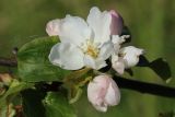 Malus domestica