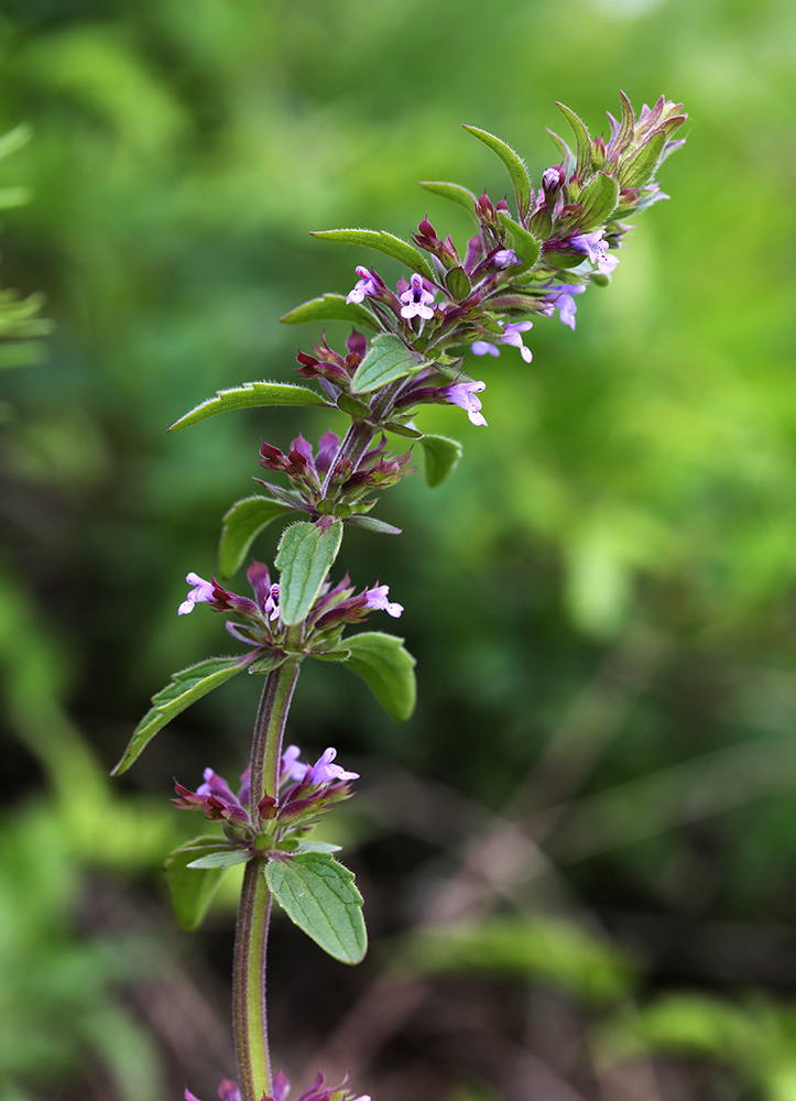 Изображение особи Dracocephalum thymiflorum.