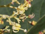 Firmiana simplex