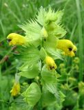 Rhinanthus vernalis. Верхушка цветущего растения. Смоленская обл., Смоленский р-н, пос. Каспля. 27.06.2009.