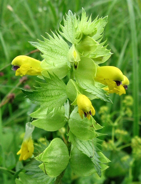 Изображение особи Rhinanthus vernalis.