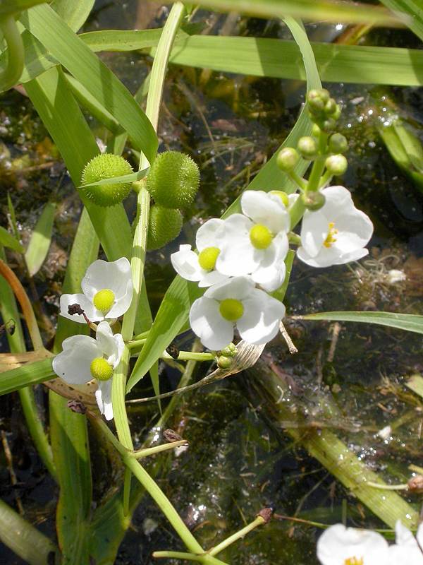 Image of Sagittaria trifolia specimen.