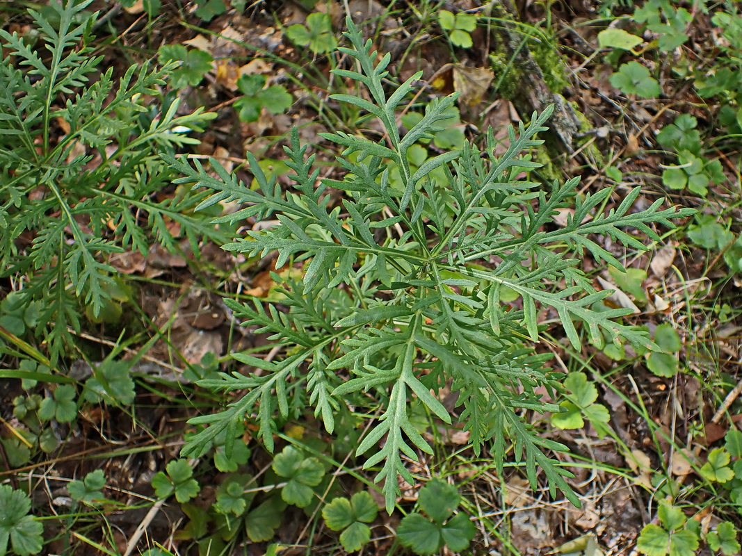 Image of Artemisia medioxima specimen.