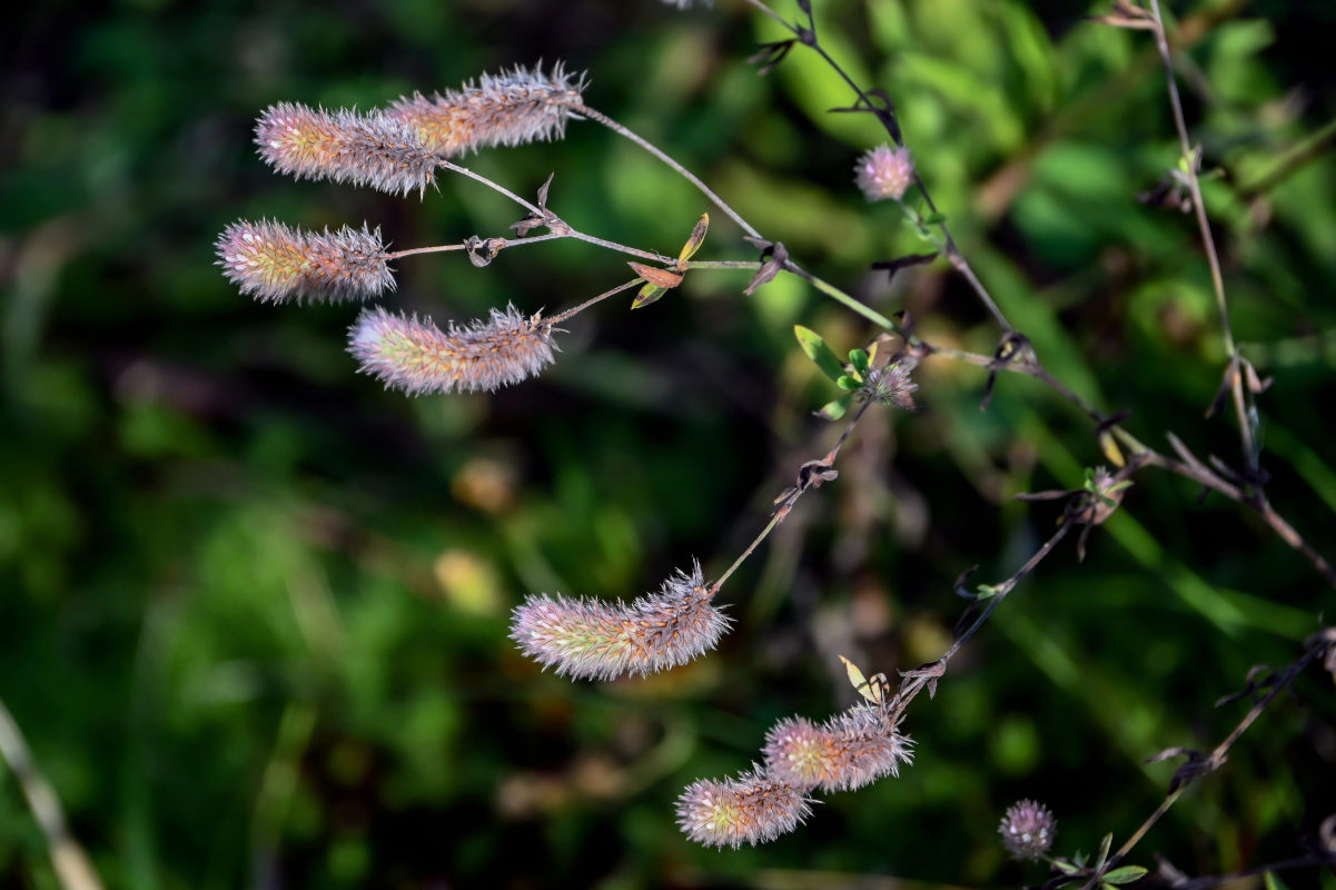 Image of Trifolium arvense specimen.